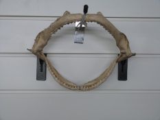 Three deer antlers and a shark's jaw.