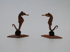 A pair of taxidermy studies of seahorses, 12cm