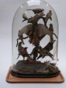 Victorian taxidermy study of North American birds including Baltimore Oriole, Northern Flicker