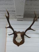 A pair of mounted red deer antlers,12 points, approximately 70cm.