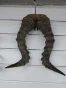 A pair of antelope horns, approximately 40cm.
