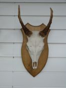 A deer skull and antlers on a shield mount, approximately 40cm.