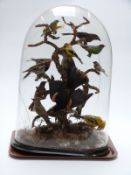 Victorian taxidermy study of North American birds including Red Winged Blackbird, Blackburnian