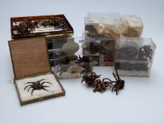 A very large collection of dried taxidermy spiders, mostly Tarantulas.