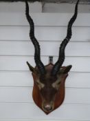 A taxidermy study of an antelope with label verso for James Gardner by appointment to the queen.