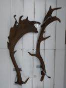 A pair of fallow deer antlers, approximately 60cm.