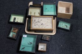 A tray of display cases containing insect specimens
