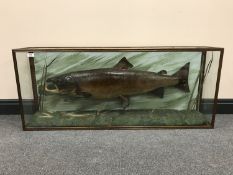 A taxidermy fish in display case - Salmon, length 119 cm.