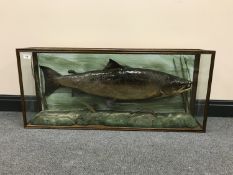 A taxidermy fish in display case - Salmon, length 102 cm.