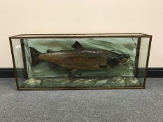 A taxidermy fish in display case - Salmon, length 119 cm.