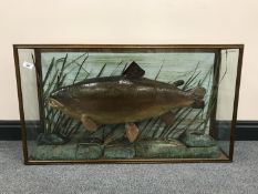 A taxidermy fish in display case - Trout, length 94 cm.