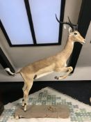 A taxidermy full sized springbok, leaping on naturalistic plinth, height 186 cm.