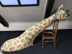 A taxidermy full length giraffe neck and head. CONDITION REPORT: Generally very good.