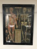 A framed French human anatomy poster, framed black & white photo of a steam train,
