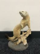 A taxidermy stoat on stand