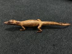 A taxidermy Caiman