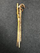 A bundle of five walking sticks