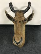 A taxidermy Hartebeest head