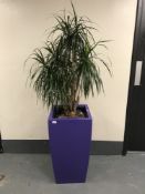 A large plant in a purple planter.