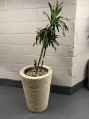 A large plant in a wicker planter.