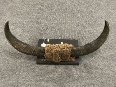 A pair of mounted cow horns