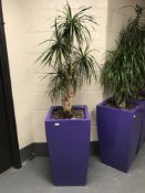 A large plant in a purple planter.