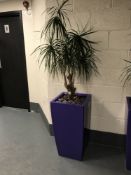 A large plant in a purple planter.