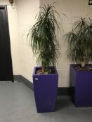 A large plant in a purple planter.