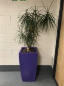 A large plant in a purple planter.