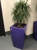 A large plant in a purple planter.