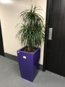 A large plant in a purple planter.