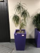 A large plant in a purple planter.