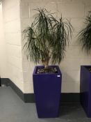 A large plant in a purple planter.