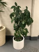 A large plant in a white planter.