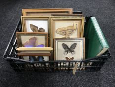 Eleven frames containing butterfly specimens,