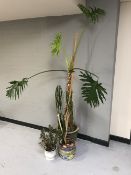 Three house plants in pots