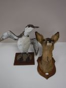 A taxidermy deer's head and a sea bird (2)