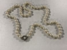 A large strap of pearls with pearl and diamond clasp