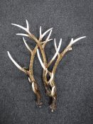 Three contemporary coat racks in the form of antlers