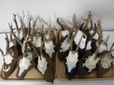 Two trays containing twenty Roe Buck skulls with antlers mounted on shields