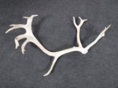 A large Caribou antler from the Arctic