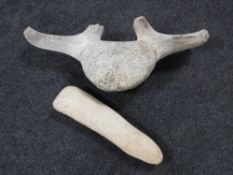 A large fossilized whale vertebrae together with a fossilized bone from the Arctic