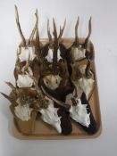 A tray of nine sets of roe deer antlers mounted on shields