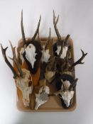 A tray of nine sets of roe deer antlers mounted on shields
