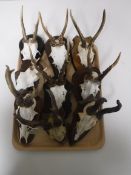 A tray of nine sets of roe deer antlers mounted on shields