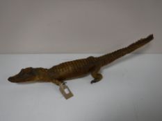 A taxidermy caiman crocodile