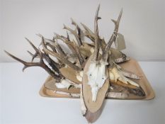 Eleven taxidermy Rowe buck skulls mounted on shields