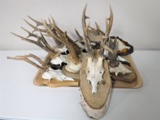 Eleven taxidermy Rowe buck skulls mounted on shields
