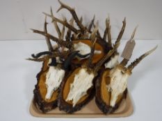 A tray of eleven roe deer skulls with antlers mounted on boards