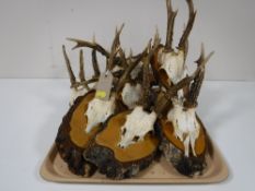 A tray of eleven roe deer skulls with antlers mounted on boards